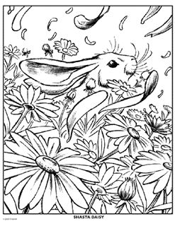 A rabbit's head peaks out of a patch of daisies growing out of the ground with daisy petals blowing away in the wind.  
