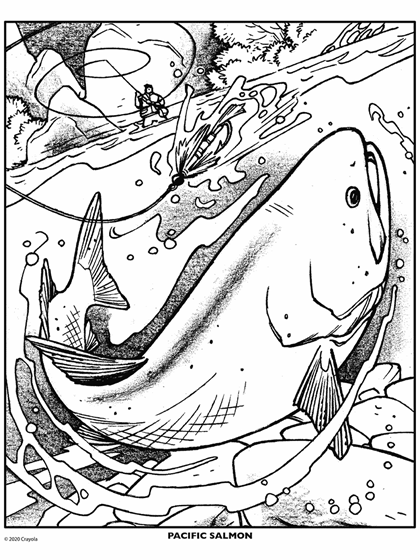 Salmon Fish Coloring Page