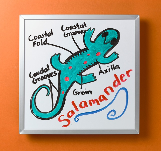 Reptile and Amphibian Anatomy | crayola.com