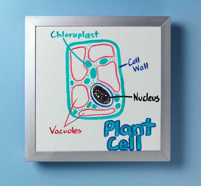 what-s-inside-a-plant-cell-crayola