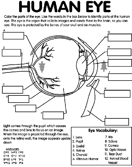 Eye diagram worksheet
