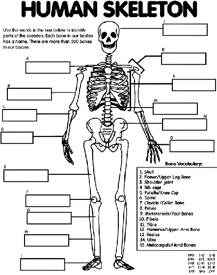Human Skeleton Coloring Page Crayola Com