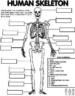 Featured image of post Skeleton Coloring Pages Anatomy