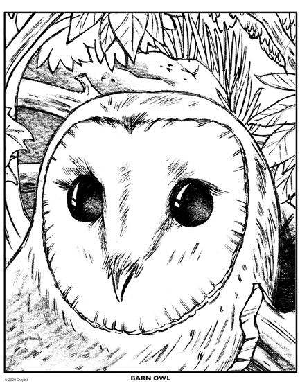 owl coloring printable