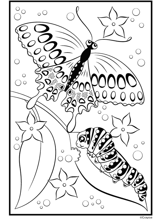 butterflys coloring pages