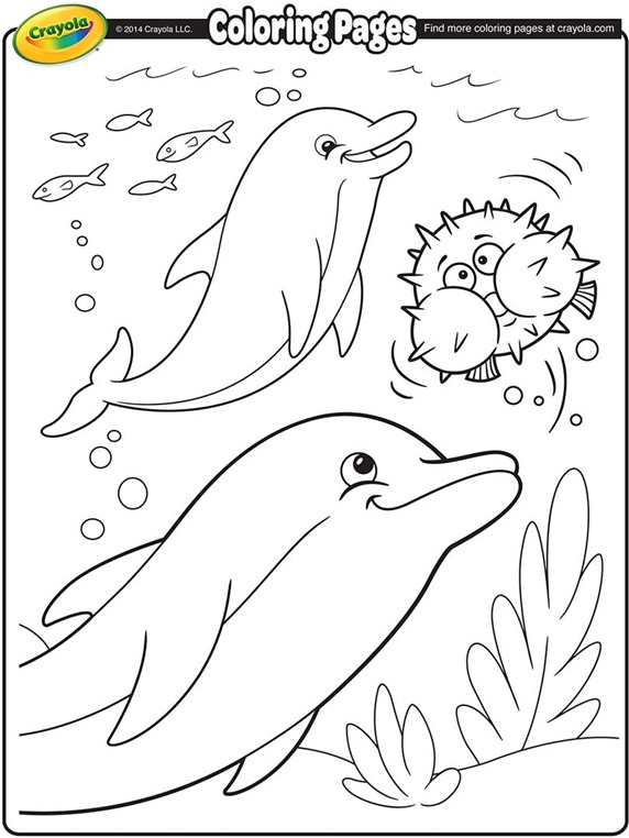   Miami Dolphin Coloring Pages Free Best