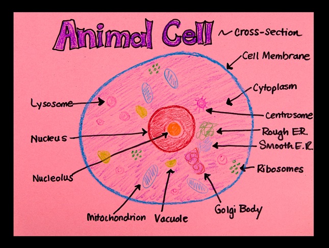 animal cell for kids not labeled