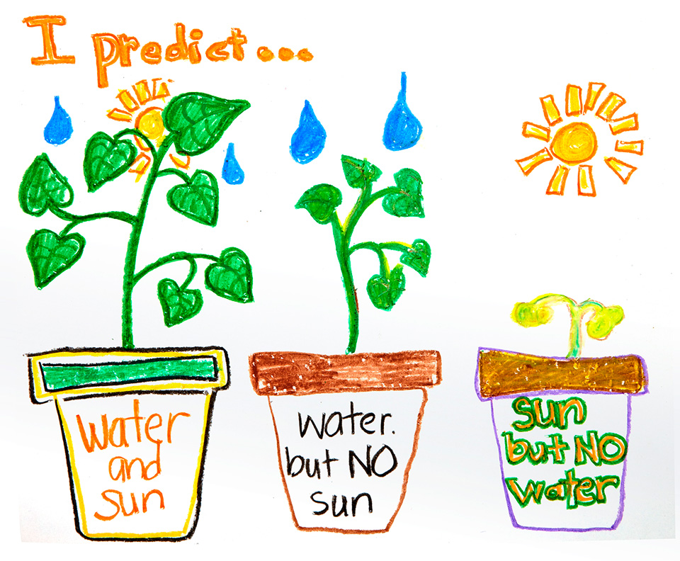 which plants need sunlight