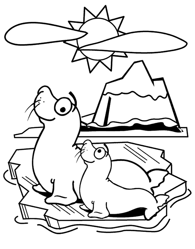 Foca