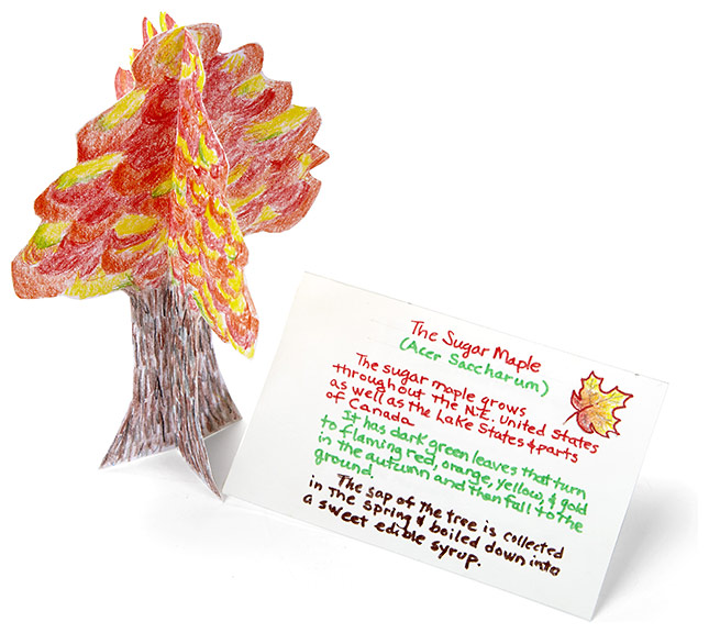 3-D Trees